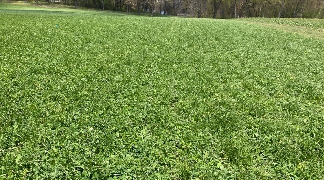 A thick, green field of mixed cover crops creating dense groundcover near a tree line.